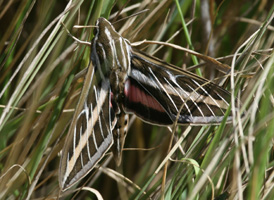 White-lined Sphinx